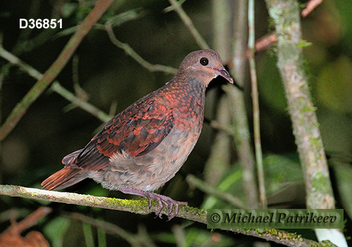 Ruddy Quail-Dove (Geotrygon montana)